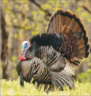  ??  ?? A wild turkey gobbler spreads his fan, or tail feathers, while moving across a meadow. This bird that some people think of as dumb and dull was held in high esteem by Benjamin Franklin and is found to be a formidable opponent for turkey hunters.