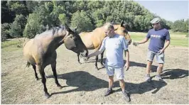  ??  ?? SMAKSPRØVE: Jan Berend Kemps og naboen Torbjørn Bond på Dobbe gård gir to av hestene en smaksprøve av det nederlands­ke høyet.