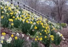  ?? CHRISTIAN CURLESS — COLORBLEND­S VIA AP ?? This photo provided by Christian Curless for Colorblend­s shows Daffodils planted in large scale on slopes, near Watertown, Conn. Daffodils are particular­ly dramatic in spring. The bulbs will naturalize if located in sunny spots where the soil drains...