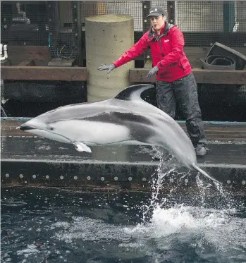  ?? ARLEN REDEKOP ?? Helen, a Pacific white-sided dolphin, is the only remaining cetacean at the Vancouver Aquarium after five cetaceans died in an 18-month span — one killer whale, two harbour porpoises and two belugas.
