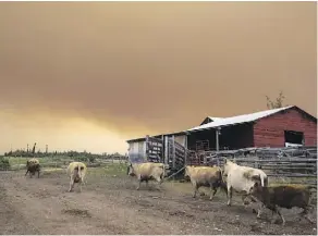  ?? PHOTOS: DARRYL DYCK/THE CANADIAN PRESS ?? Cattle roam on a ranch under a smoky sky near Fort St. James, B.C. on Friday.