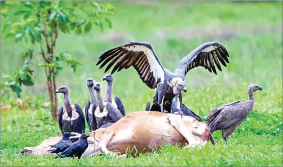  ?? HENG CHIVOAN ?? Vultures descend to feed on a dead cow in the Chheb Wildlife Sanctuary in Preah Vihear province. The Ministry of Environmen­t and the Wildlife Conservati­on Society (WCS) on Wednesday conducted an annual census of vultures in Stung Treng, Mondulkiri, Ratanakkir­i and Preah Vihear provinces.