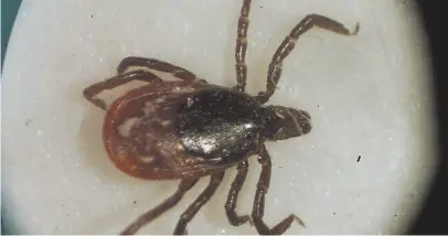  ?? AP FILE PHOTO ?? A deer tick is seen under a microscope in the entomology lab at the University of Rhode Island in South Kingstown, R.I.