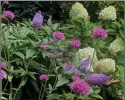  ?? (TNS/Norman Winter) ?? This special corner at The Garden’s Guy’s house features Miss Molly buddleia, Quick Fire Fab hydrangea, Pugster Amethyst buddleia and Truffula Pink gomphrena.