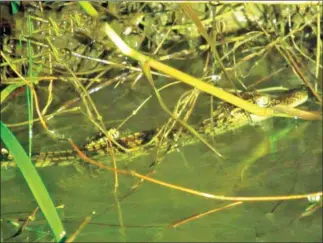  ?? WWF ?? WWF Cambodia officials discovered Siamese crocodile breeding in the Srepok River in 2021.