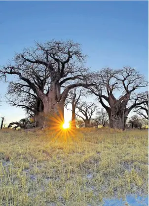 ?? FOTOS: THINKSTOCK ?? Die Natur der zentralen Kalahari in Botsuana zeigt sich während der Regenzeit sanft – hier der Baobab, besser bekannt als Affenbrotb­aum.