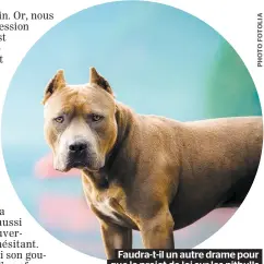  ??  ?? Faudra-t-il un autre drame pour que le projet de loi sur les pitbulls ait des chances d’être adopté ?