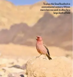  ??  ?? To place this Sinai Rosefinch in environmen­tal context a 105mm macro lens was used, to allow for a large depth of field