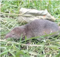  ?? Pic: Neil Wyatt ?? Common shrew