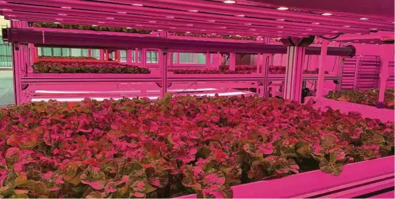  ?? Kalera ?? Kalera uses cleanroom technology and processes to eliminate the use of chemicals at its vertical farms. The Orlando-based company says its lettuces consume 95 percent less water compared to field farming.