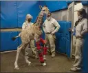  ?? SAN DIEGO ZOO WILDLIFE ALLIANCE VIA AP ?? Msituni, a giraffe calf, was born with an unusual disorder that caused her legs to bend the wrong way, at the San Diego Zoo Safari Park in Escondido, north of San Diego.