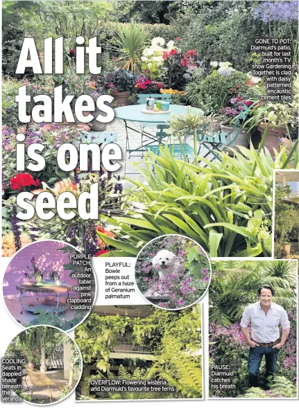  ??  ?? COOLING: Seats in dappled shade beneath the veranda
PURPLE PATCH: An outdoor table against pink clapboard cladding
PLAYFUL: Bowie peeps out from a haze of Geranium palmatum
OVERFLOW: Flowering wisteria and Diarmuid’s favourite tree ferns
GONE TO POT: Diarmuid’s patio, built for last month’s TV show Gardening Together, is clad with daisy patterned encaustic cement tiles