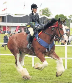  ??  ?? Peggyslea Andy topped the ridden Clydesdale entry.