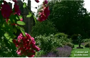  ??  ?? Catmint and Jacobite roses