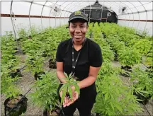  ?? TED S. WARREN/AP PHOTO ?? Joy Hollingswo­rth, of the Hollingswo­rth Cannabis Company, poses for a photo last month while holding a young marijuana plant in one of her company’s pot growing facilities near Shelton, Wash.