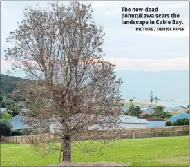  ?? PICTURE / DENISE PIPER ?? The now-dead po¯ hutukawa scars the landscape in Cable Bay.