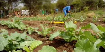  ?? ?? BACK TO BACKYARD: The backyard gardening initiative could help inculcate a culture of self-reliance among the citizens