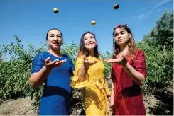  ?? Photo: VCG ?? Three women take photos at a winter jujube field in Alar, Xinjiang.