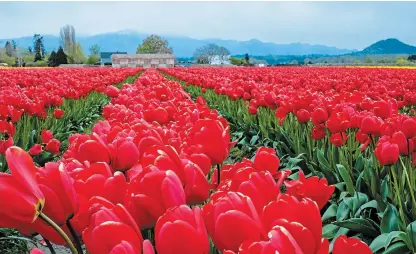  ?? ?? Top, with the Cascade Mountains as a backdrop, vibrant red tulips paint a memorable picture in the Skagit Valley of Washington State.
Left, Tulips are topped (flowers cut off) about three weeks after blooming to encourage the plant to put all of its energy into growing new bulbs rather than growing seeds. Bottom, a whimsical windmill anchors formal display beds of tulips at Roozengaar­de in Mt. Vernon, Wash.