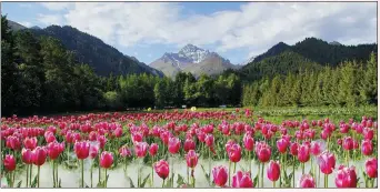  ?? TO CHINA DAILY PHOTOS PROVIDED ?? From top: Visitors walk on the shore of Sayram Lake in Ili Kazak autonomous prefecture, Xinjiang. Tulips bloom in a valley at a forest park in Wusu county, Tacheng prefecture, Xinjiang.