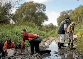  ?? PHOTO: GEORGE HEARD/FAIRFAX NZ ?? Volunteers rescue eels and fish from the disappeari­ng Selwyn River.