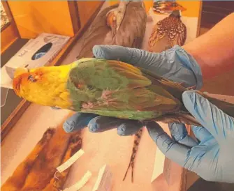  ?? | STEFANO ESPOSITO/ SUN- TIMES ?? Dawn Roberts, director of collection­s at the Peggy Notebaert Nature Museum, holds an extinct Carolina parakeet, part of a display to celebrate the 160th anniversar­y of the museum.