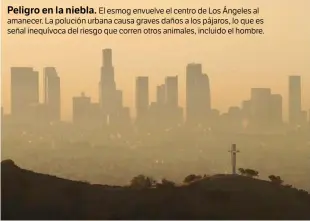  ??  ?? Peligro en la niebla. El esmog envuelve el centro de Los Ángeles al amanecer. La polución urbana causa graves daños a los pájaros, lo que es señal inequívoca del riesgo que corren otros animales, incluido el hombre.