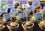  ??  ?? Above: Succulents were given to attendees Wednesday for the “Bill’s Backyard” groundbrea­king at the Children’s Discovery Museum in San Jose.
Below: Marilee Jennings, executive director of the museum, waits for a jet to pass during a groundbrea­king for...