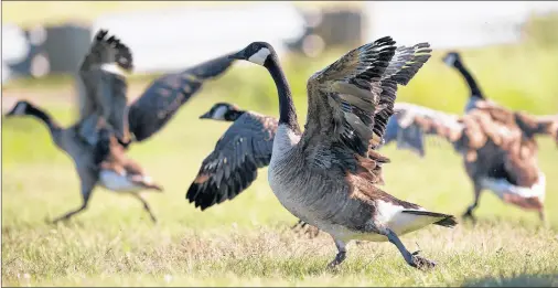  ?? BRIAN MCINNIS/THE GUARDIAN ?? A family of Canada geese are startled and take flight in this Guardian file photo. Canada geese are common on Prince Edward Island and are one of the bird species that breed here. These geese were living in the pond at the entrance to the P.E.I....