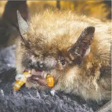  ?? GORD WALDNER ?? University of Saskatchew­an virologist Vikram Misra says it is unlikely that bats in Canada could pass a virus to infect humans. ‘I really think it’s not an issue,’ he says. Healthy bats carry a number of viruses but have a unique immune system that keeps them in check, Misra says.