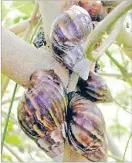  ?? Picture: SUPPLIED ?? Giant African Snail.