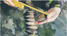  ?? FOTO: TRAFIKVERK­ET ?? MUSSLOR. De 177 musslor som hittades var av arterna allmän och större dammussla, samt spetsig och äkta målarmussl­a. Den sistnämnda är rödlistad.