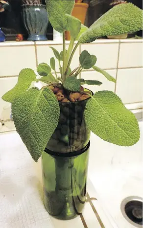  ??  ?? A wine bottle can be repurposed into a hydroponic herb garden that’s just the right size to sit on a windowsill.