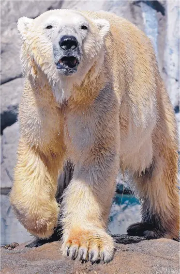  ?? JIM THOMPSON/JOURNAL ?? Kiska waits for a snack of frozen fish in the polar bear exhibit at the ABQ BioPark Zoo.