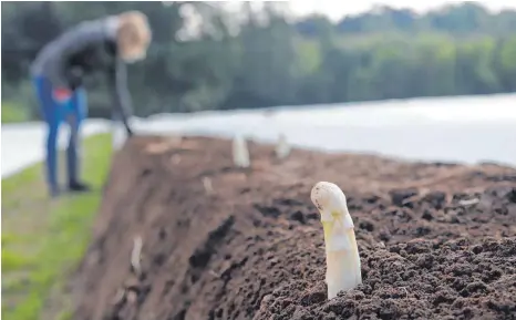  ?? FOTO: LILIA BEN AMOR ?? Köpfchen in die Höh: der Spargel, ein Aristokrat unter den Gemüsen.