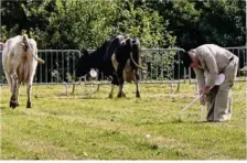  ??  ?? L’arbitre Hervé Marie pose un jalon sur la première bouse .