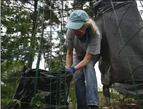  ?? (Arkansas Democrat-Gazette/Stephen Swofford) ?? Trudy Kumpe wraps plants in plastic bags Tuesday as she and her husband prepare their garden beds for the possibilit­y of frost at Woodruff Community Garden in Little Rock.