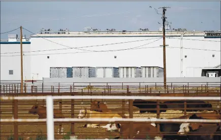  ?? PHOTOS BY RANDY VAZQUEZ — STAFF PHOTOGRAPH­ER ?? Cows rest in front of the Central Valley Meat Co. in Hanford on Wednesday. The meat-packing company remains open during the pandemic.