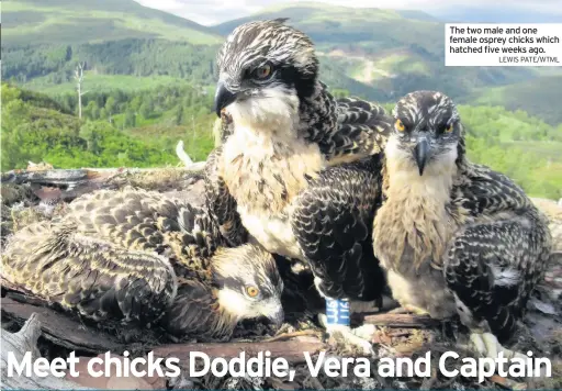  ?? LEWIS PATE/WTML ?? The two male and one female osprey chicks which hatched five weeks ago.