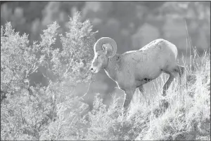  ?? NDGF photo ?? The Department allocated five bighorn sheep licenses for the 2021 hunting season. A record 19,126 applicants applied for the oncein-a-lifetime licenses.