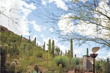  ?? ANYA MAGNUSON/THE REPUBLIC ?? The Desert Botanical Garden is dotted with tall cactuses.