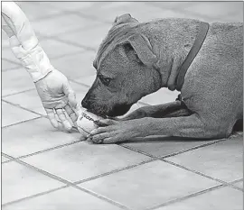  ?? [AJ MAST/THE NEW YORK TIMES] ?? A fake hand is used to see whether this pit-bull mix responds aggressive­ly to having a toy taken away. Failure on a behavior test is often a death sentence for dogs in crowded shelters.