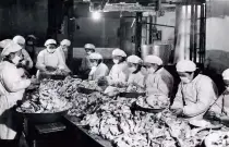  ??  ?? 朝鲜战争期间，国内罐头工厂为前线志­愿军全力生产罐头