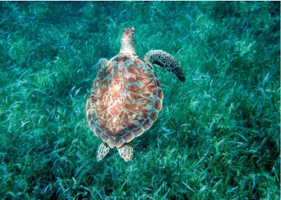  ?? ?? Where there’s sea life, there’s hope: a green sea turtle in the Hol Chan Marine Reserve, Belize