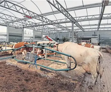  ??  ?? Clockwise from main picture: Peter van Wingerden; inside the farm: and their popular Floating Farm Melk product.