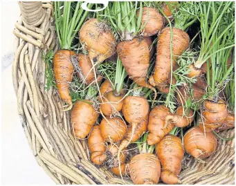  ?? ?? ● In the greenhouse carrots have produced shoots, promising tasty veg later in the year
