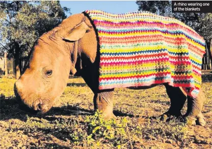 ??  ?? A rhino wearing one of the blankets