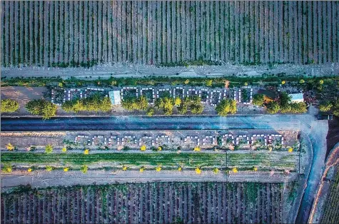  ??  ?? The couple’s 650 beehives are scattered tidily along a road running through lavender fields.