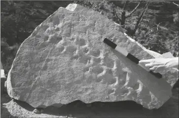  ?? STEVE ROWLAND/FILE PHOTO VIA AP ?? FOSSIL FOOTPRINTS ARE REVEALED in March 2018 on the face of a rock that fell near a popular hiking trail at Grand Canyon National Park in northern Arizona. Rowland, professor emeritus of geology at the University of Nevada, Las Vegas, estimates the footprints are 313 million years old, among the earliest found at the Grand Canyon.