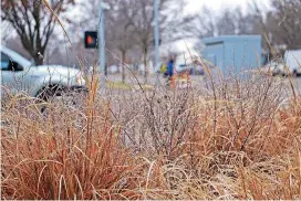  ?? [PHOTO BY JOSH WALLACE, THE OKLAHOMAN] ?? Ice could be seen covering plants and trees following freezing rain that entered the Oklahoma City area Friday night into Saturday morning.